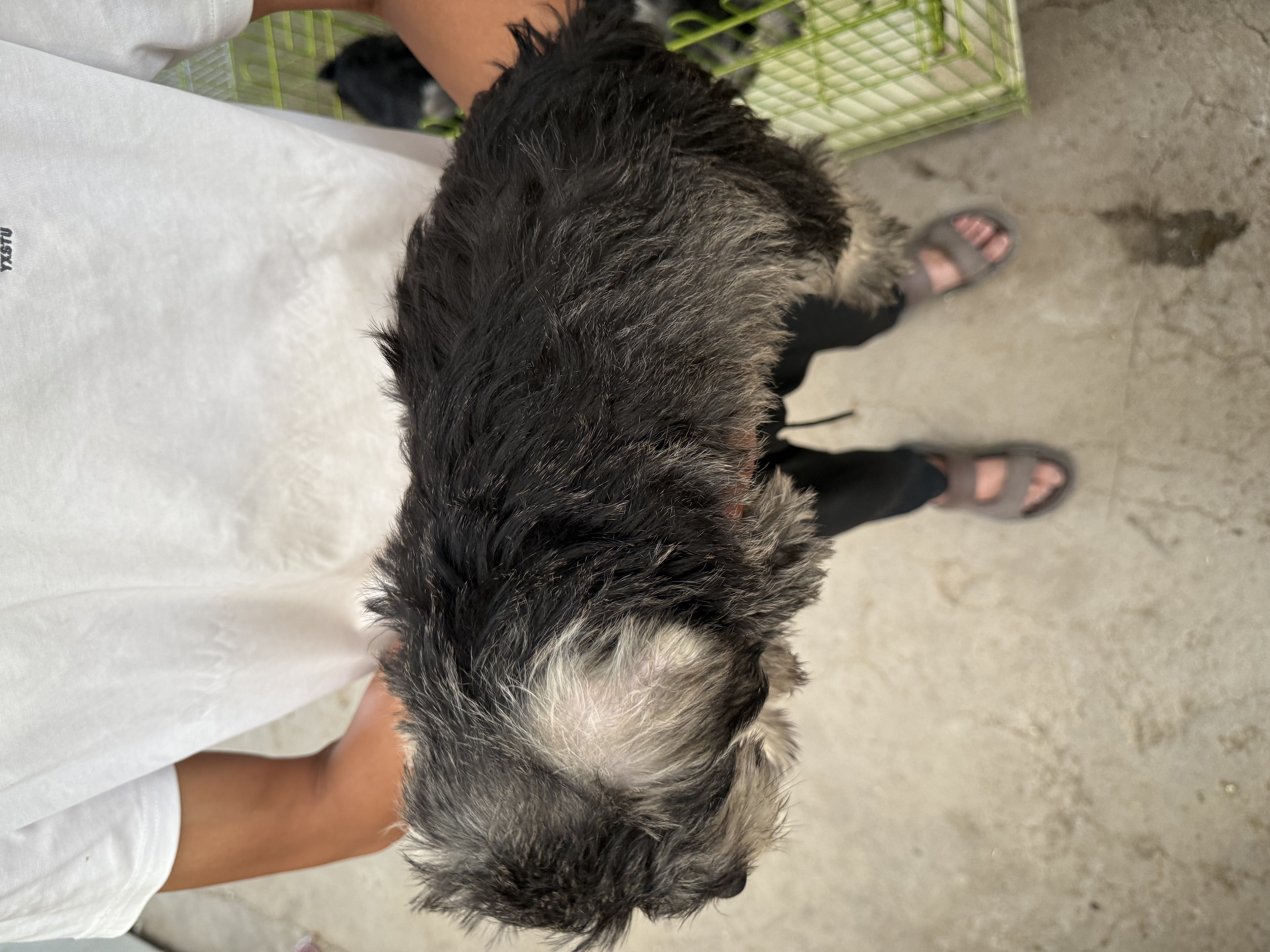 自己犬舍繁育精品雪纳瑞，山东济南可以实地考察，疫苗2针，驱虫齐全